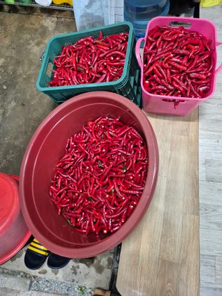 조위래님의 고추 · 영농일지 작성글 사진