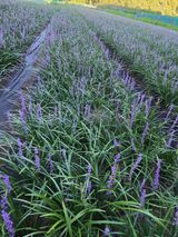 팜모닝 기타작물·영농일지 게시글 이미지