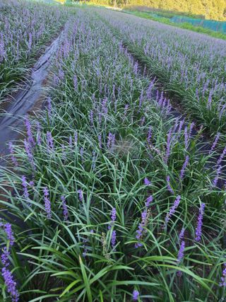 청양 산골꾸찌뽕 님의 기타작물 · 영농일지 작성글 사진