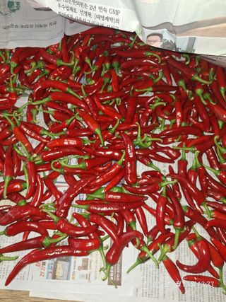 로즈마리님의 고추 · 영농일지 작성글 사진