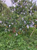 팜모닝 사과·영농일지 게시글 이미지