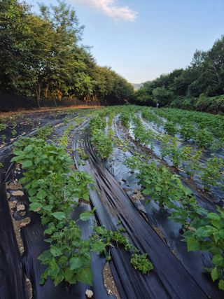 이지은님의 들깨 · 영농일지 작성글 사진