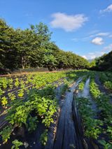 팜모닝 들깨·영농일지 게시글 이미지