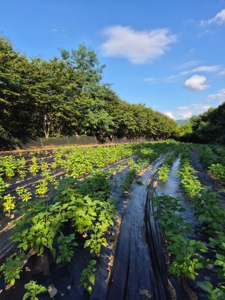 이지은님의 들깨 · 영농일지 작성글 사진