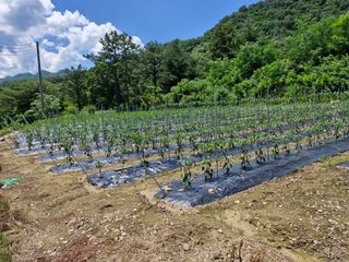 이영만님의 기타작물 · 영농일지 작성글 사진