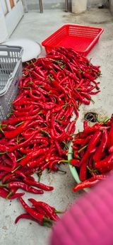 팜모닝 기타작물·영농일지 게시글 이미지