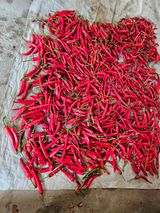 팜모닝 고추·영농일지 게시글 이미지