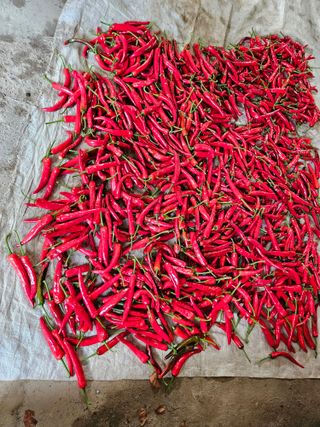 감7768님의 고추 · 영농일지 작성글 사진