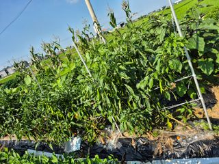 박순례님의 고추 · 영농일지 작성글 사진