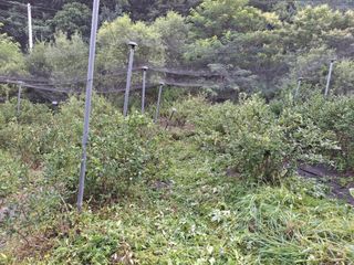 황인근님의 블루베리 · 영농일지 작성글 사진