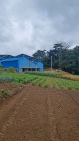 팜모닝 배추·영농일지 게시글 이미지