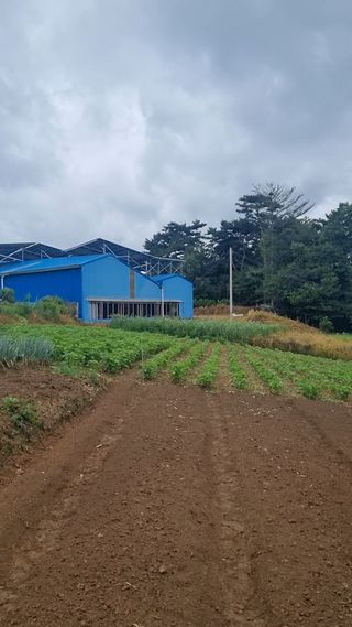 농부(양수)님의 배추 · 영농일지 작성글 사진