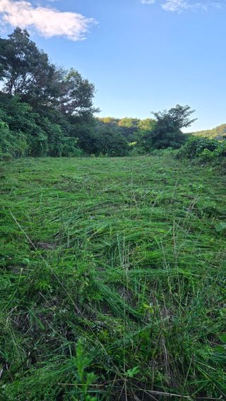 김재찬님의 감 · 영농일지 작성글 사진