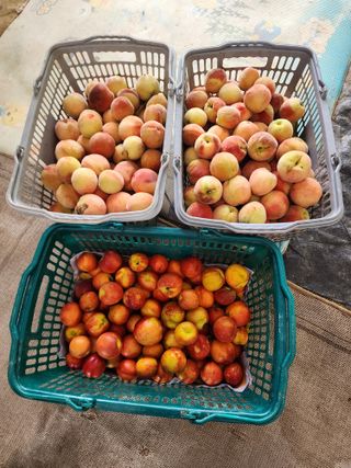 체리농원님의 기타작물 · 영농일지 작성글 사진