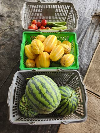 체리농원님의 기타작물 · 영농일지 작성글 사진