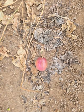 강단아님의 호박 · 영농일지 작성글 사진