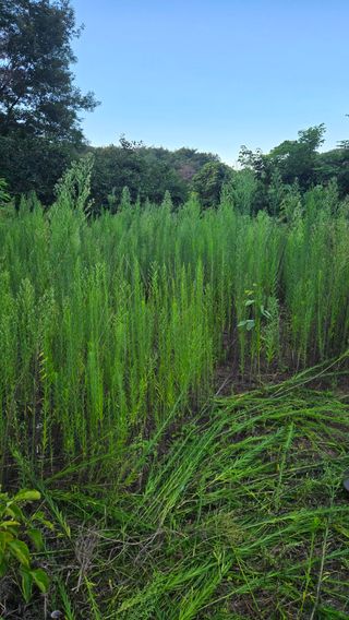 김재찬님의 감 · 영농일지 작성글 사진