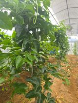 팜모닝 호박·영농일지 게시글 이미지