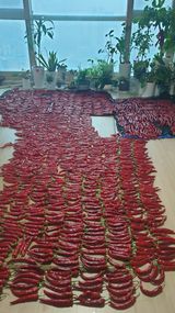 팜모닝 기타작물·영농일지 게시글 이미지