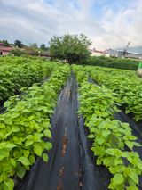 팜모닝 기타작물·영농일지 게시글 이미지