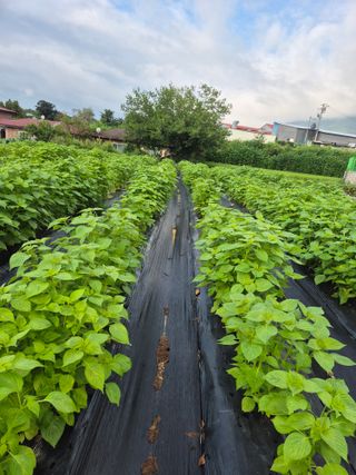 참깨10143님의 기타작물 · 영농일지 작성글 사진