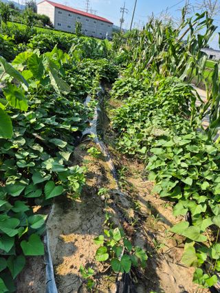 박순례님의 고추 · 영농일지 작성글 사진