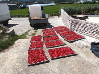 이종원님의 기타작물 · 영농일지 작성글 사진