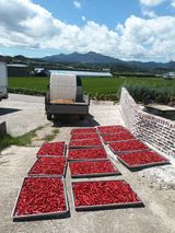 팜모닝 기타작물·영농일지 게시글 이미지