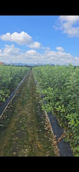 팜모닝 기타작물·영농일지 게시글 이미지