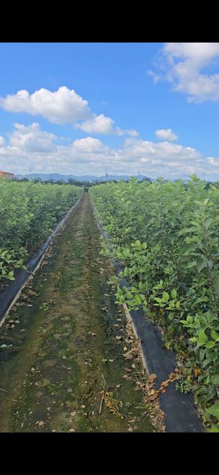 장동휘님의 기타작물 · 영농일지 작성글 사진