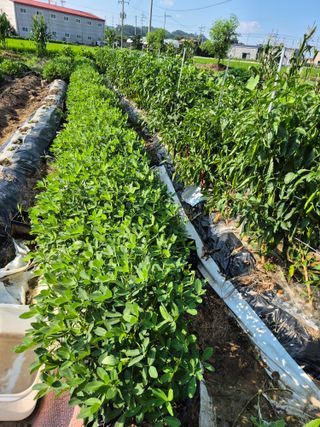 박순례님의 고추 · 영농일지 작성글 사진