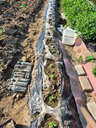 박순례님의 고추 · 영농일지 작성글 사진