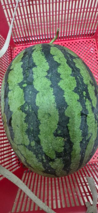 봉림동 태진농장님의 기타작물 · 영농일지 작성글 사진