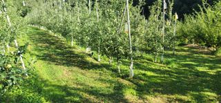 피디에프 님의 사과 · 영농일지 작성글 사진