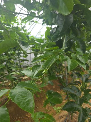 강단아님의 호박 · 영농일지 작성글 사진