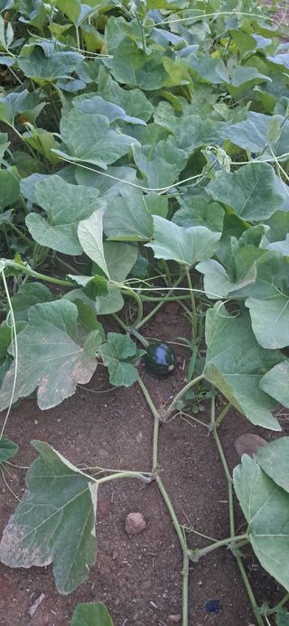 김제선:양평읍회현리님의 기타작물 · 영농일지 작성글 사진