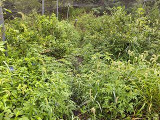 황인근님의 블루베리 · 영농일지 작성글 사진