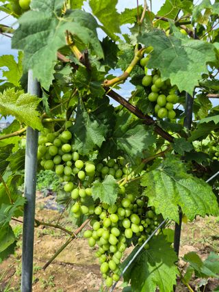 박순례님의 고추 · 영농일지 작성글 사진