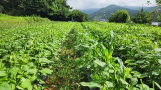 김근호님의 들깨 · 영농일지 작성글 사진