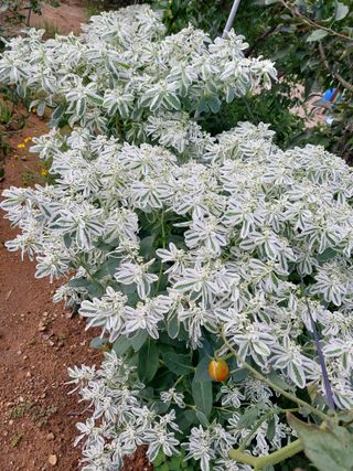 아산이쁘니95960님의 기타작물 · 영농일지 작성글 사진