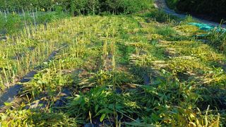 나다1004님의 참깨 · 영농일지 작성글 사진