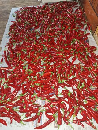 로즈마리님의 고추 · 영농일지 작성글 사진