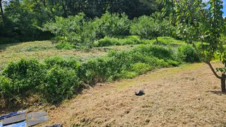 장정규님의 복숭아 · 영농일지 작성글 사진