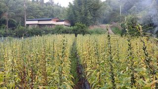 나다1004님의 참깨 · 영농일지 작성글 사진