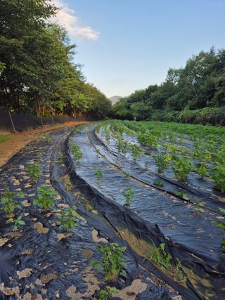 이지은님의 들깨 · 영농일지 작성글 사진