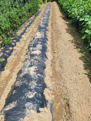 아리랑님의 배추 · 영농일지 작성글 사진