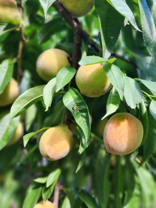 체리농원님의 기타작물 · 영농일지 작성글 사진