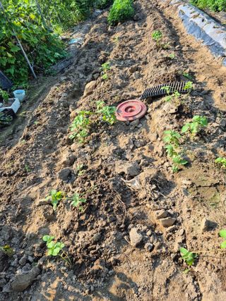 박순례님의 고추 · 영농일지 작성글 사진