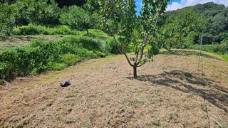 장정규님의 복숭아 · 영농일지 작성글 사진
