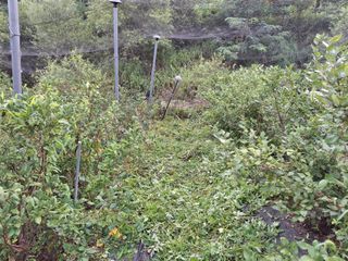 황인근님의 블루베리 · 영농일지 작성글 사진